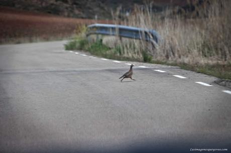 Parque Natural del Alto Tajo. Peralejos de las truchas, divisa los buitres sobrevolando los acantilados Parque Natural del Alto Tajo. Peralejos de las truchas, divisa los buitres sobrevolando los acantilados