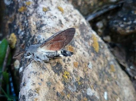 EL COLIBRÍ IBÉRICO