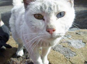 Leucemia e inmunodeficiencia felina¡ Leucemia e inmunodeficiencia felina¡