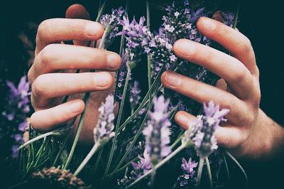Lavanda Lavanda