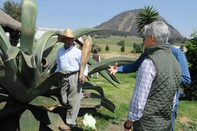 RECORRE GOBERNADOR ZONA PRODUCTORA DE PULQUE DE LA REGIÓN DE LOS VOLCANES Y DEL MUNICIPIO DE IXTAPALUCA