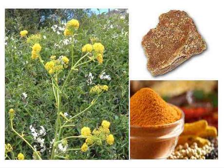 Asafoetida: Usos, beneficios y Contraindicaciones