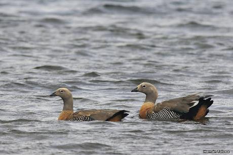Cauquenes reales en el Lácar