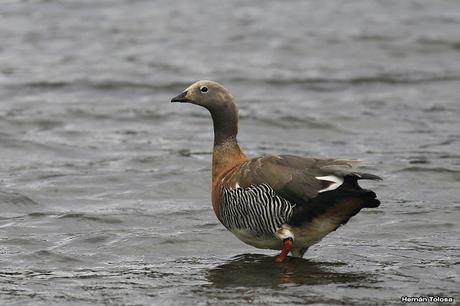 Cauquenes reales en el Lácar