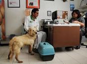 Verifica coprisem centros bienestar animal