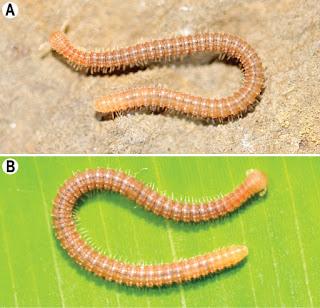 Nuevas especies en cuevas de Birmania