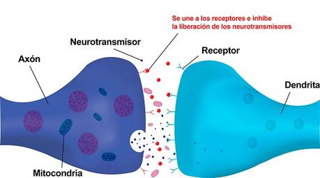 Benzodiacepinas Mecanismo de acción de las benzodiacepinas