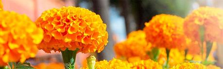 Flores comestibles Flor de los muertos