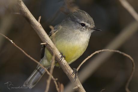 Piojito común (White-crested tyrannulet) Serpophaga subcristata