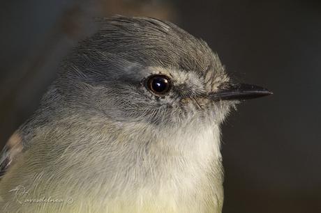 Piojito común (White-crested tyrannulet) Serpophaga subcristata Piojito común (White-crested tyrannulet) Serpophaga subcristata
