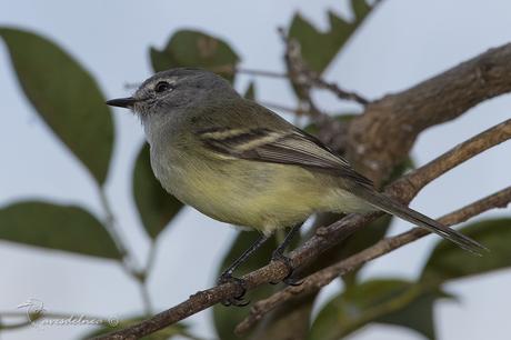 Piojito común (White-crested tyrannulet) Serpophaga subcristata Piojito común (White-crested tyrannulet) Serpophaga subcristata