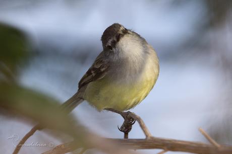 Piojito común (White-crested tyrannulet) Serpophaga subcristata Piojito común (White-crested tyrannulet) Serpophaga subcristata