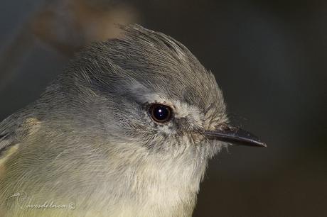 Piojito común (White-crested tyrannulet) Serpophaga subcristata Piojito común (White-crested tyrannulet) Serpophaga subcristata