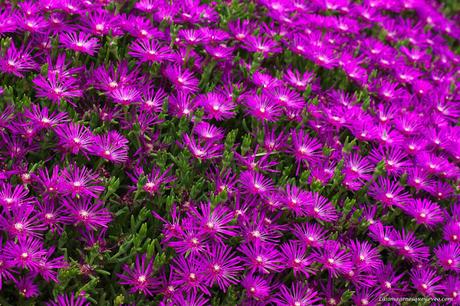 Conoce el vivero biotecnológico especializado en plantas xerofíticas que puedes visitar en Madrid