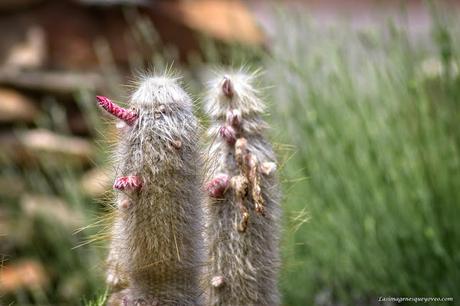 Conoce el vivero biotecnológico especializado en plantas xerofíticas que puedes visitar en Madrid