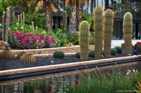 Conoce el vivero biotecnológico especializado en plantas xerofíticas que puedes visitar en Madrid