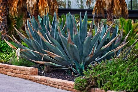 Conoce el vivero biotecnológico especializado en plantas xerofíticas que puedes visitar en Madrid