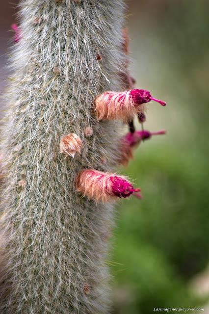 Conoce el vivero biotecnológico especializado en plantas xerofíticas que puedes visitar en Madrid