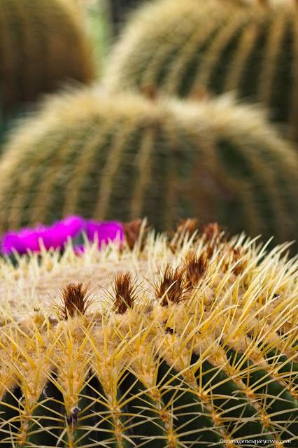 Conoce el vivero biotecnológico especializado en plantas xerofíticas que puedes visitar en Madrid