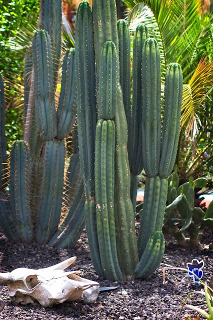 Conoce el vivero biotecnológico especializado en plantas xerofíticas que puedes visitar en Madrid