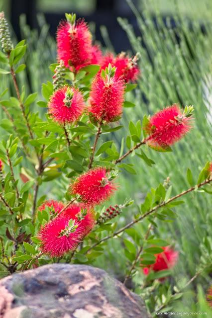 Conoce el vivero biotecnológico especializado en plantas xerofíticas que puedes visitar en Madrid