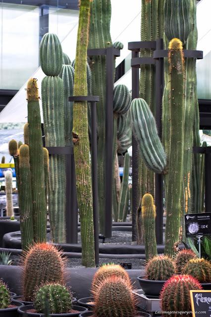 Conoce el vivero biotecnológico especializado en plantas xerofíticas que puedes visitar en Madrid