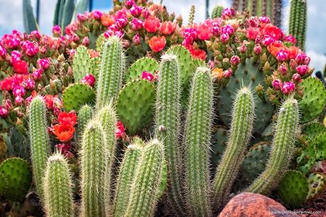 Conoce el vivero biotecnológico especializado en plantas xerofíticas que puedes visitar en Madrid