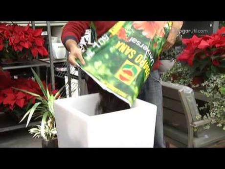 FLORES DE PASCUA: Cada año más pequeñas y resistentes FLORES DE PASCUA: Cada año más pequeñas y resistentes