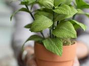 para crear plantas podrás creer artificiales