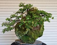 Farallon : podas de mantenimiento