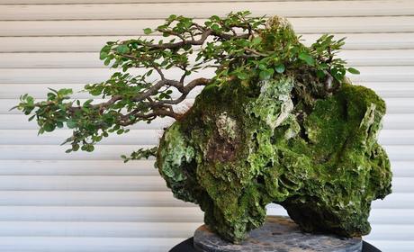 Farallon : podas de mantenimiento