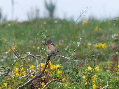 Primeros pollos volanderos