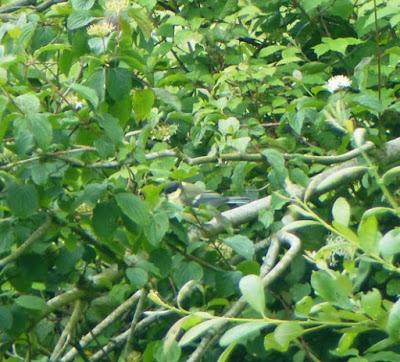 Primeros pollos volanderos