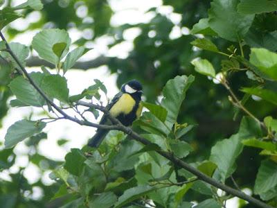 Primeros pollos volanderos