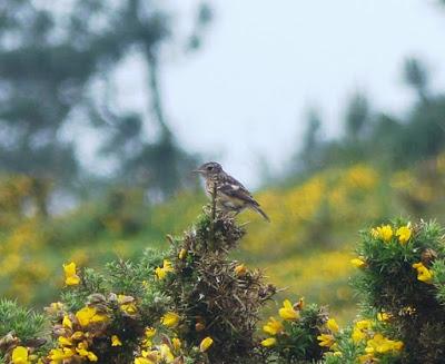 Primeros pollos volanderos