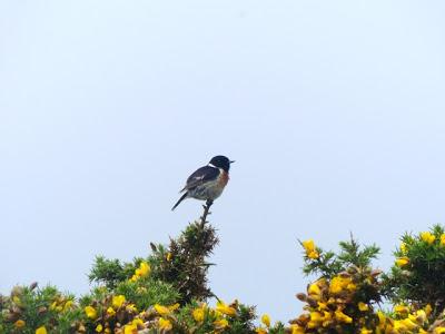 Primeros pollos volanderos