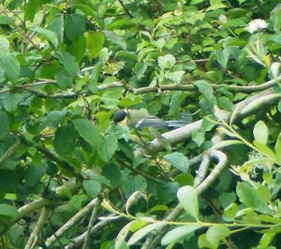 Primeros pollos volanderos