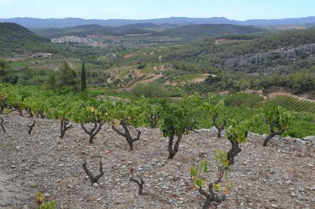 Catalunya, terroir de la diversidad