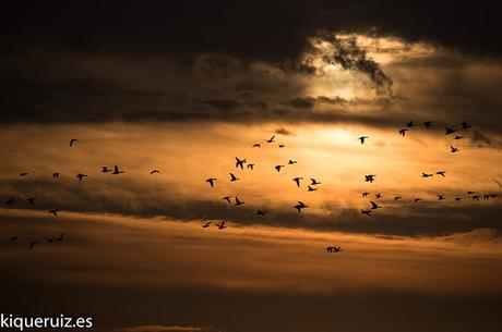 Fotografia creativa de fauna I