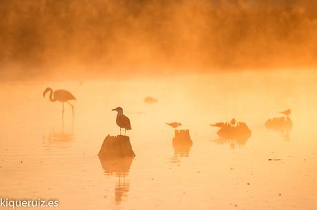 Fotografia creativa de fauna I