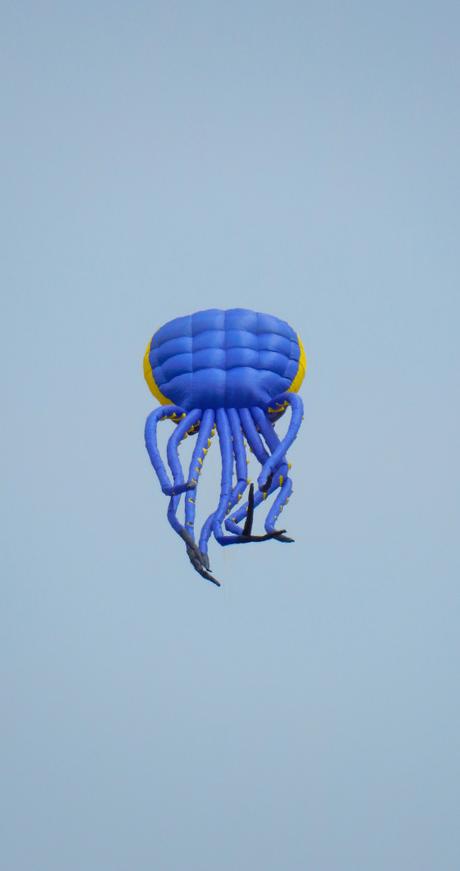Un pulpo azul…