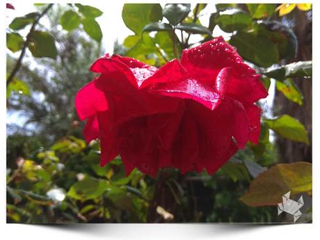 #WeekPic 47    After the Storm