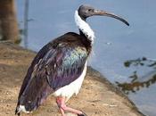 Carphibis spinicollis