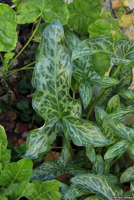 Aro (Arum italicum)