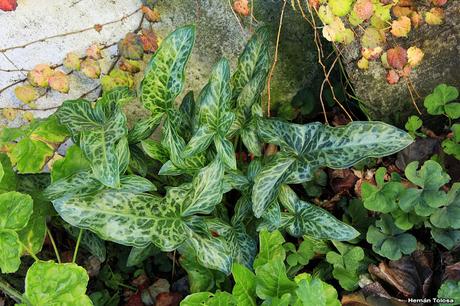 Aro (Arum italicum)