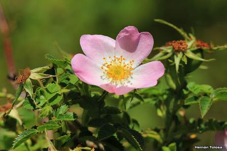 Rosa mosqueta (Rosa eglanteria)