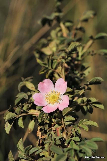Rosa mosqueta (Rosa eglanteria)