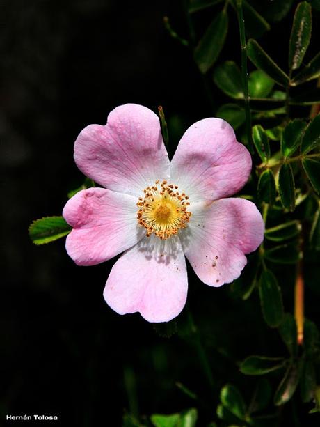 Rosa mosqueta (Rosa eglanteria)