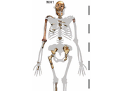 Australopithecus sediba