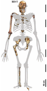 Australopithecus sediba